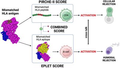 Improving long-term kidney allograft survival by rethinking HLA compatibility: from molecular matching to non-HLA genes